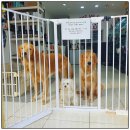 러브미독 이미지