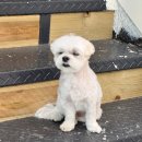 배산동물병원 이미지