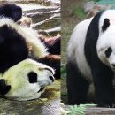 팬더 - 강남구 강남대로156길 13-4 | 팬더