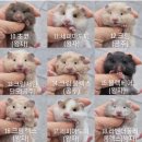 봄꽃햄스터 이미지