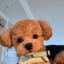 반듯하개 | 장안동 반듯하개에서 7개월 말티푸 곰돌이컷 미용기: 위생미용까지 완전 리뷰!