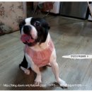 두테리어 이미지