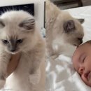 고양이집사 이미지