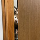 멍멍이 달린다 이미지