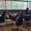 초원농장 이미지