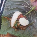 노량진 생고기 이미지