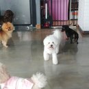 한강펫케어센터 이미지