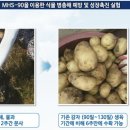 미르팜