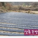 방골농장 Daum카페