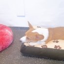 워킹애니멀스쿨 이미지