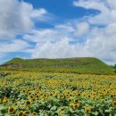 고랑포구 이미지