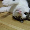 발라당 이미지