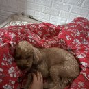 봉글봉글 이미지