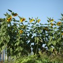 해바라기 이미지