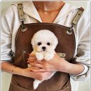 퍼피로그 강아지분양 창원점 이미지