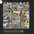 싱글몽글 | 제주 서귀포 애견호텔 애견미용 강아지 데이케어 싱글몽글 애견유치원
