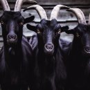 대한흑염소 이미지