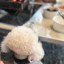 에이스카라반 | [공지] 청도 캠핑장 추천｜반려견과 함께 즐기는 유럽 빈티지 카라반, 에이스캠프