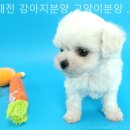 동양애견 강아지분양 고양이분양 이미지