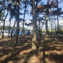 솔숲산 | [태안] 곰섬킹콩솔숲캠핑장 🌲 솔향기 가득한 감성 차박캠핑 후기
