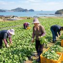 진도 무릉도원 이미지