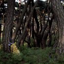 블루원보문컨트리클럽 이미지