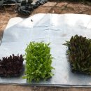 김영규농장 이미지