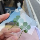 클로버팜약국 이미지