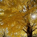 정만출 | 해남 대흥사, 천년의 숲길을 걸으며 만추의 서정을