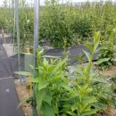 산과 들의 약용식물 이미지