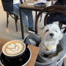 UR(파주시)-[책향기숲길]-하-4 | 운정 카페 <파운커피 교하점> 애견카페 동반 가능한 디저트 맛집