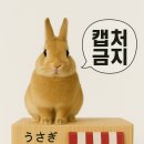 국내 토끼건초 토끼용품 판매처 그리고