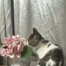 낭만고냥이 이미지