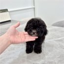 천안강아지분양 우리집퍼피 천안아산본점 (하이도그) 이미지