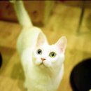 고양이다락방 이미지