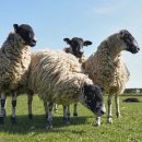 포유농장 이미지