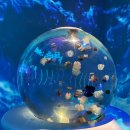 한 사람 | 씨라이프 코엑스 아쿠아리움 내돈내산 후기 – 한 사람 17,800원으로 즐긴 즐거운 바닷속 여행 🐠🐡