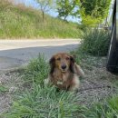 도비농장 이미지