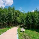 섬진강대나무숲길 이미지