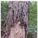 감자바우 이미지