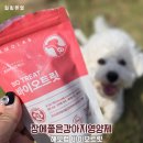 헤모랩 | 장에좋은강아지영양제 헤모랩 바이오트릿 급여 후기