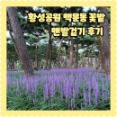 시민운동장 씨름장 | 8월 경주여행 아이랑 가볼만한곳 황성공원 맥문동 개화상황 천년맨발길걷기 위치 주차 꿀팁