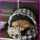 로얄펫동물병원 이미지