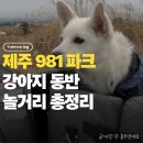 애월스마트테마파크 | [제주981파크] 중형견 두 마리와 직접 다녀온 제주981파크 찐 후기