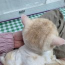 영블리 펫살롱 이미지