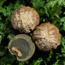 복호두 비전점 이미지