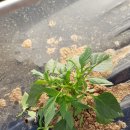 이칠농장 이미지