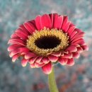 경매기초 이미지