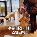 스탠퍼독 이미지