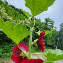 접시꽃민박 이미지